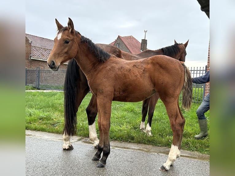 Zangersheide Merrie 1 Jaar in Denderhoutem