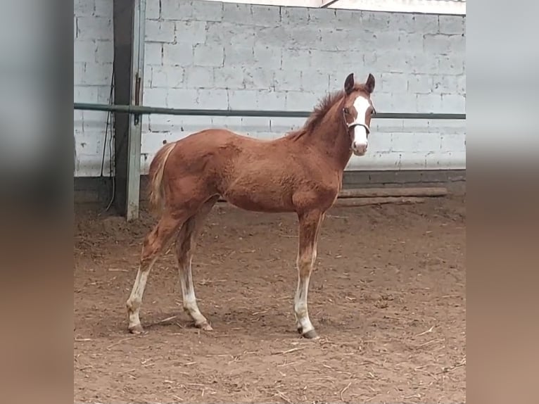 Zangersheide Merrie 1 Jaar Vos in Hulsberg