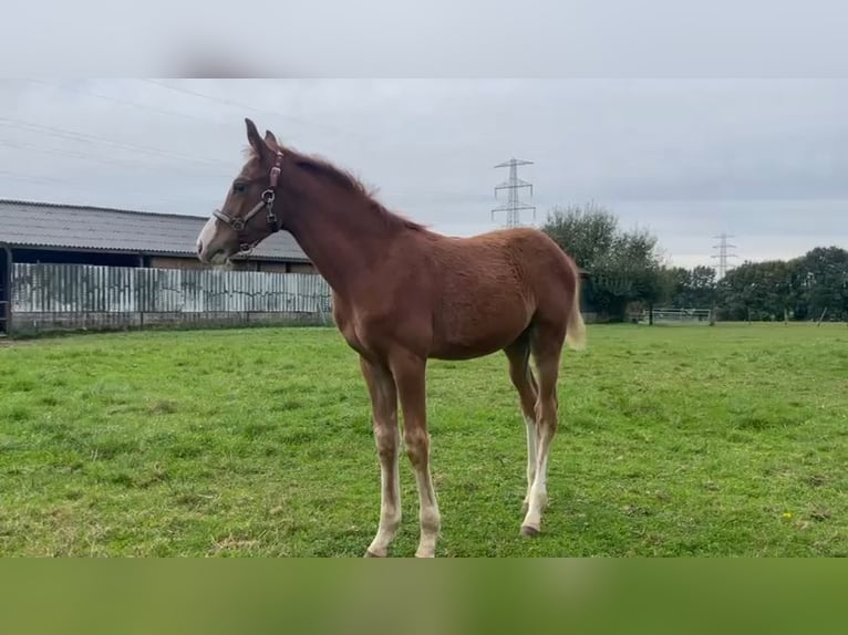 Zangersheide Merrie 1 Jaar Vos in Hulsberg