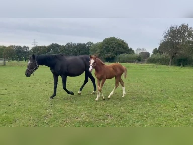 Zangersheide Merrie 1 Jaar Vos in Hulsberg