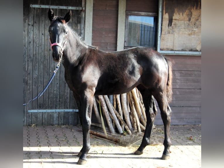 Zangersheide Merrie 1 Jaar Zwartbruin in Berkhout