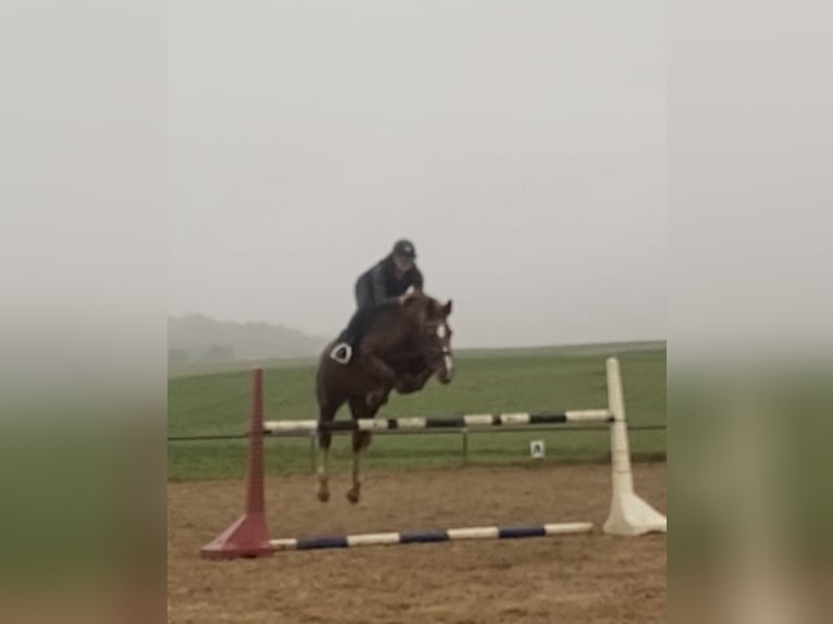 Zangersheide Merrie 20 Jaar 165 cm Vos in Overath