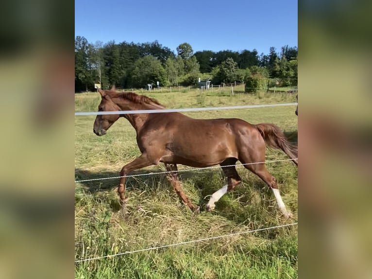 Zangersheide Merrie 20 Jaar 165 cm Vos in Overath