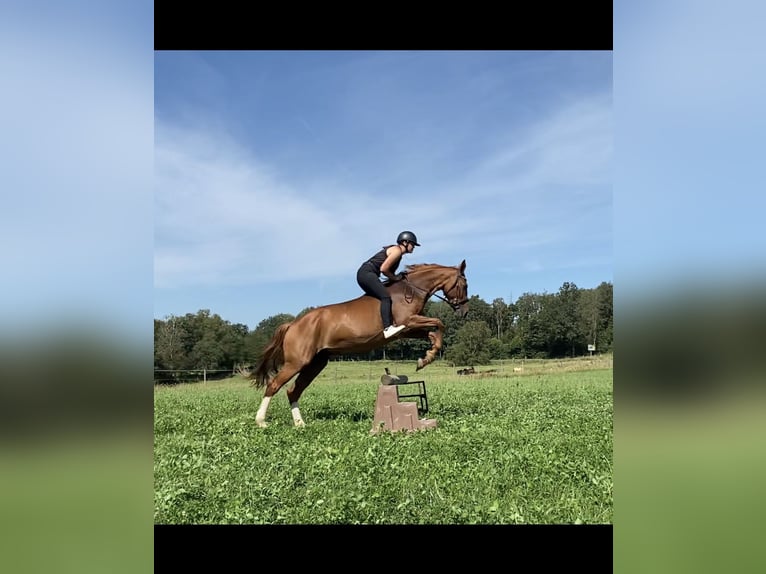 Zangersheide Merrie 20 Jaar 165 cm Vos in Overath