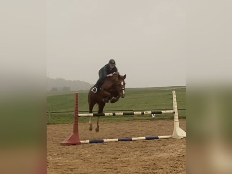 Zangersheide Merrie 20 Jaar 165 cm Vos in Overath