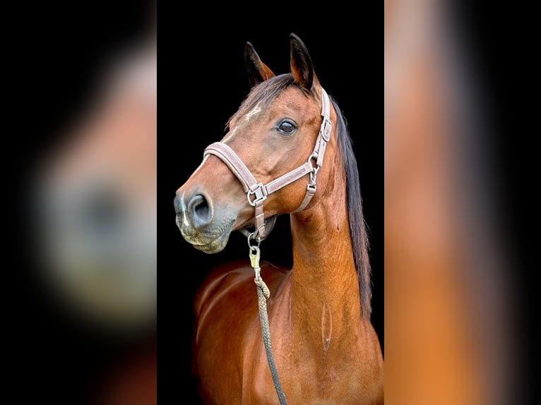 Zangersheide Merrie 21 Jaar 165 cm Bruin in Kelmis