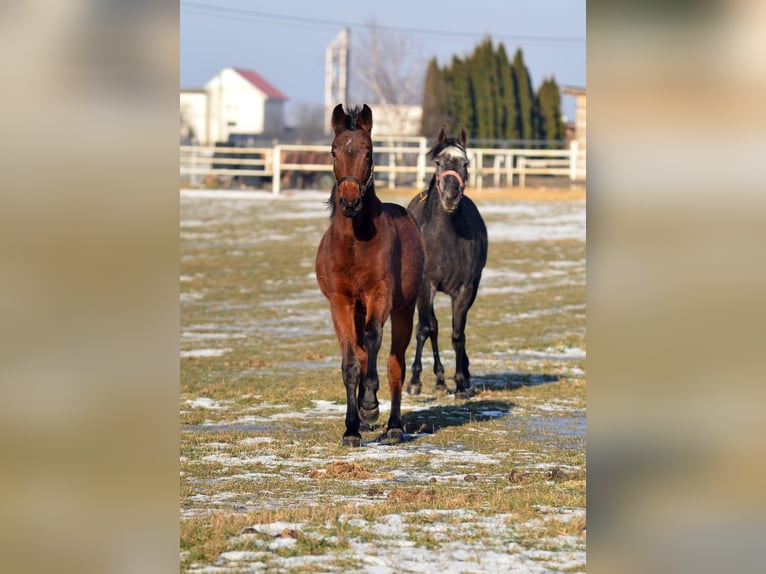 Zangersheide Merrie 2 Jaar 155 cm Roodbruin in radziejów