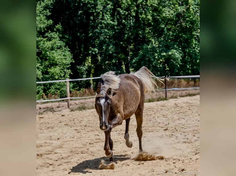 Zangersheide Merrie 2 Jaar 156 cm Zwart in Cublac