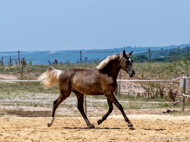 Zangersheide Merrie 2 Jaar 156 cm Zwart in Cublac