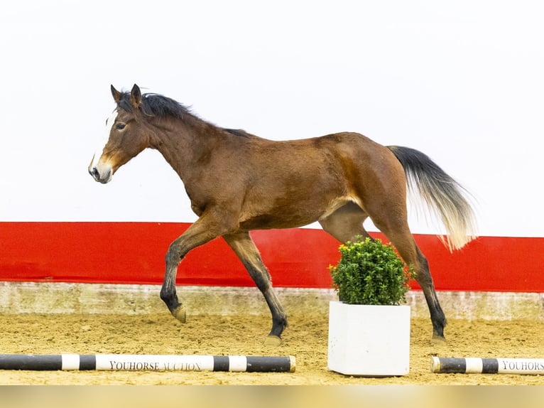 Zangersheide Merrie 2 Jaar 157 cm Bruin in Waddinxveen