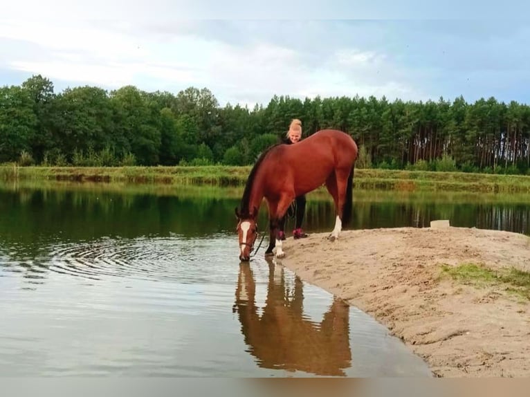 Zangersheide Merrie 2 Jaar 157 cm Roodbruin in Nowe Smarchowice