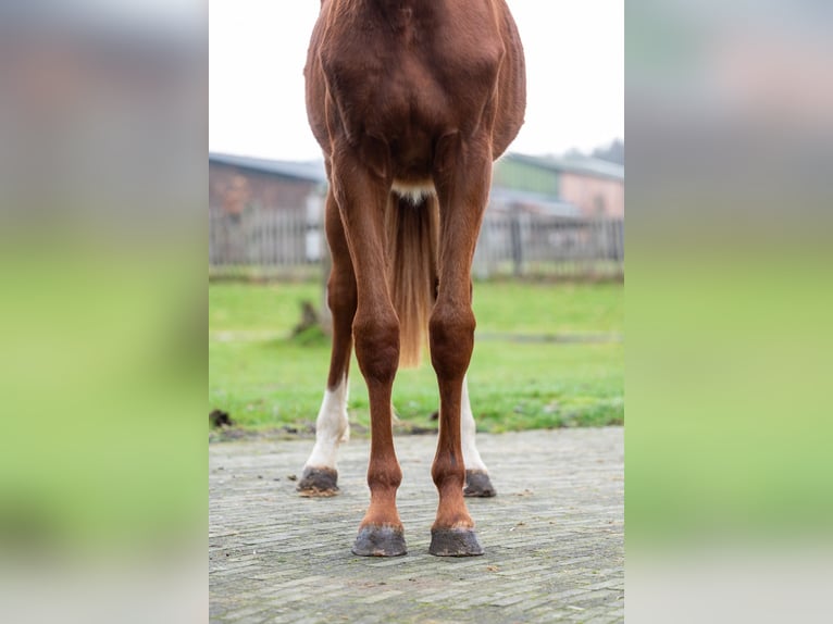 Zangersheide Merrie 2 Jaar 159 cm  in GROTE-BROGEL
