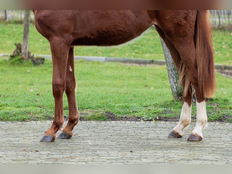 Zangersheide Merrie 2 Jaar 159 cm  in GROTE-BROGEL
