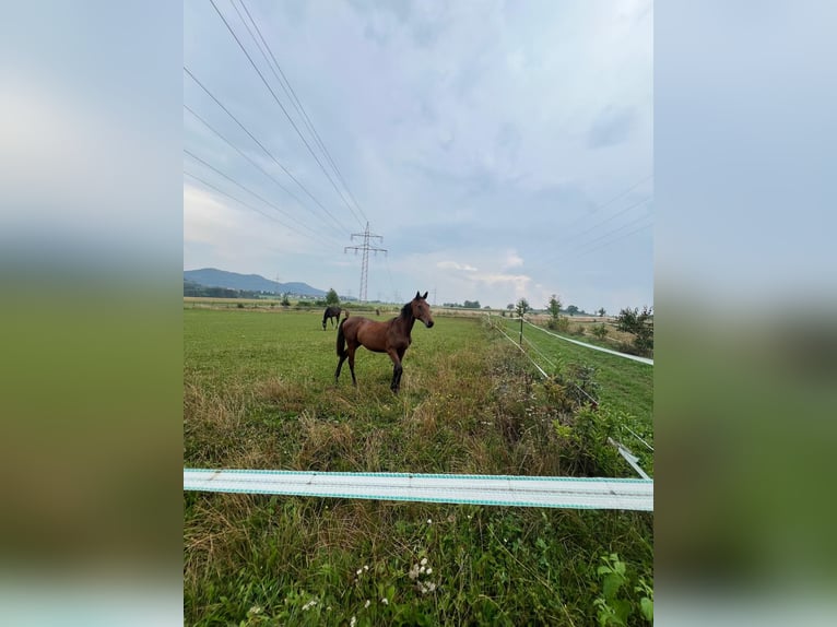 Zangersheide Merrie 2 Jaar 160 cm Bruin in Schömberg