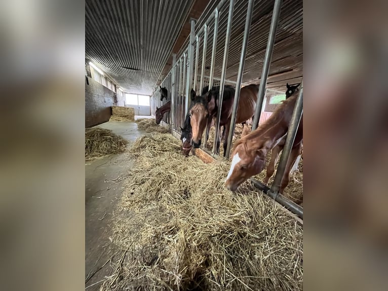 Zangersheide Merrie 2 Jaar 160 cm Bruin in Schömberg