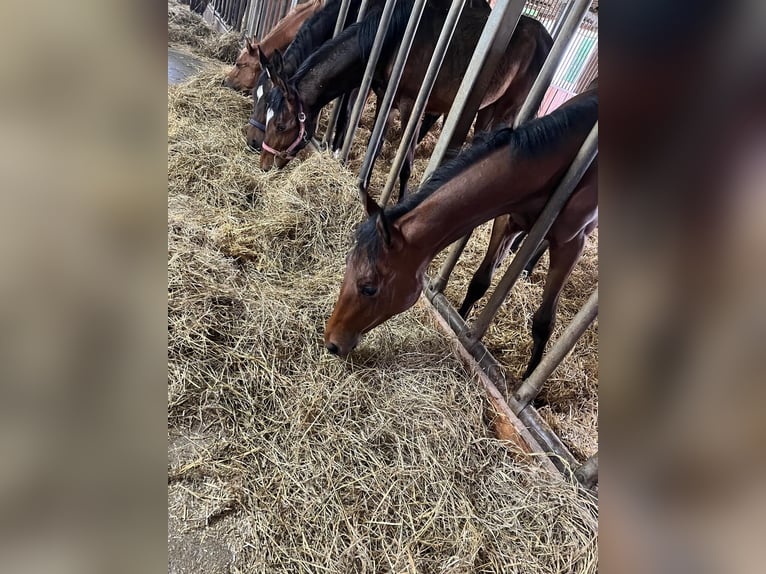 Zangersheide Merrie 2 Jaar 160 cm Bruin in Schömberg