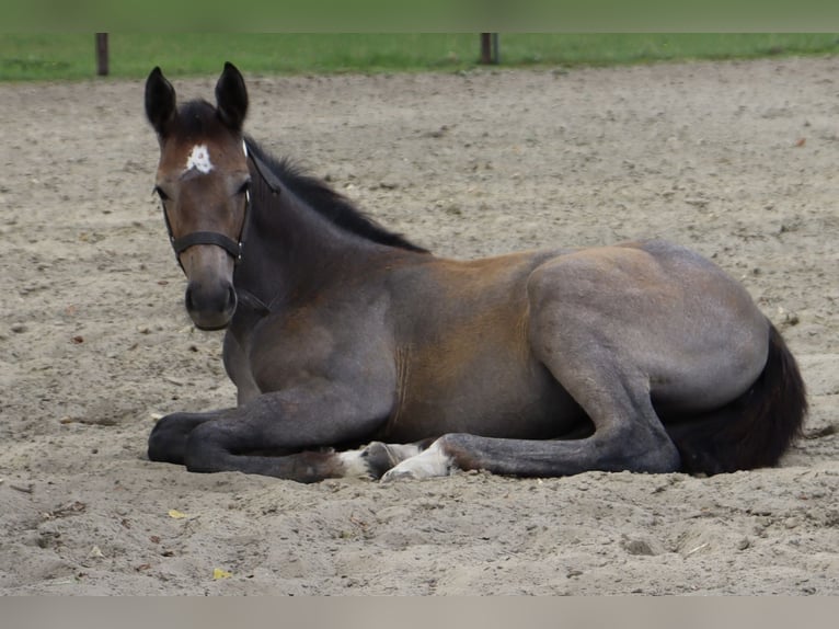 Zangersheide Merrie 2 Jaar 160 cm Schimmel in Maldegem