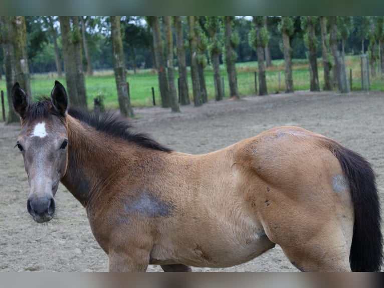 Zangersheide Merrie 2 Jaar 160 cm Schimmel in Maldegem