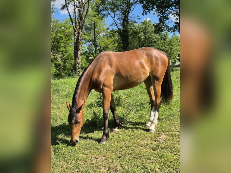Zangersheide Merrie 2 Jaar 163 cm Bruin in Messimy