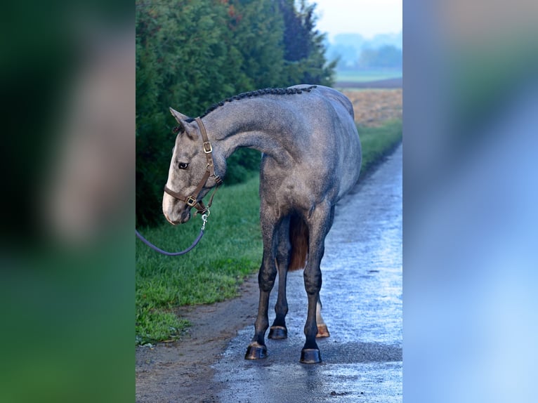 Zangersheide Merrie 2 Jaar 163 cm Schimmel in Radziej&#xF3;w