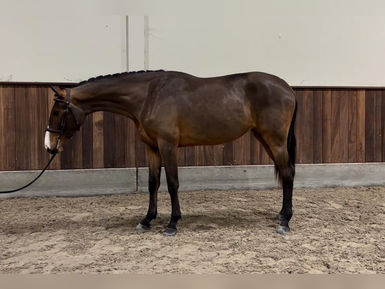 Zangersheide Merrie 2 Jaar 164 cm Donkerbruin in GROTE-BROGEL