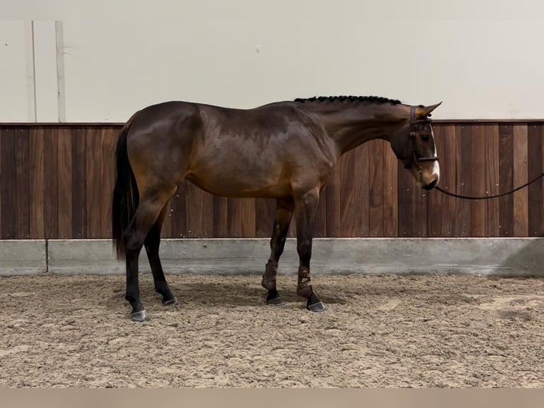 Zangersheide Merrie 2 Jaar 164 cm Donkerbruin in GROTE-BROGEL