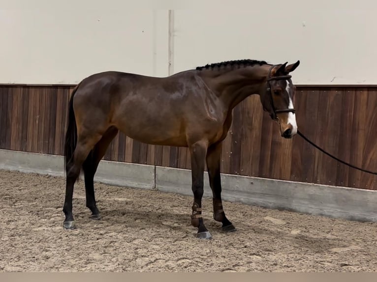 Zangersheide Merrie 2 Jaar 164 cm Donkerbruin in GROTE-BROGEL