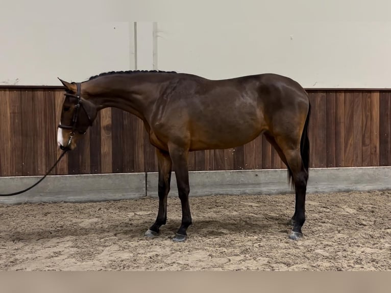 Zangersheide Merrie 2 Jaar 164 cm Donkerbruin in GROTE-BROGEL