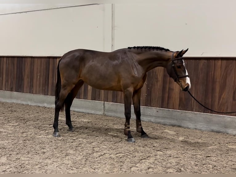 Zangersheide Merrie 2 Jaar 164 cm Donkerbruin in GROTE-BROGEL