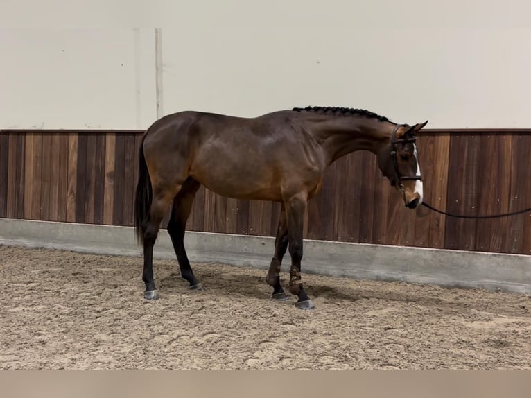 Zangersheide Merrie 2 Jaar 164 cm Donkerbruin in GROTE-BROGEL