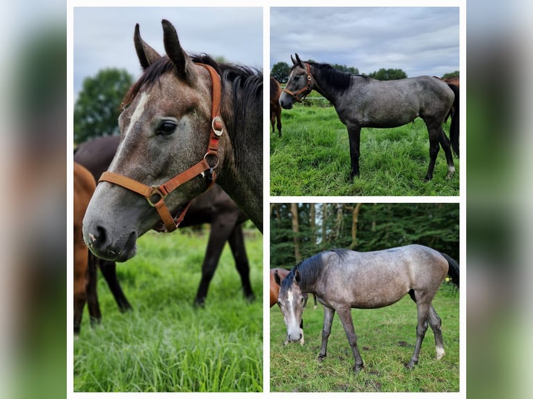 Zangersheide Merrie 2 Jaar 165 cm Bruin in Schnega Lütenthien