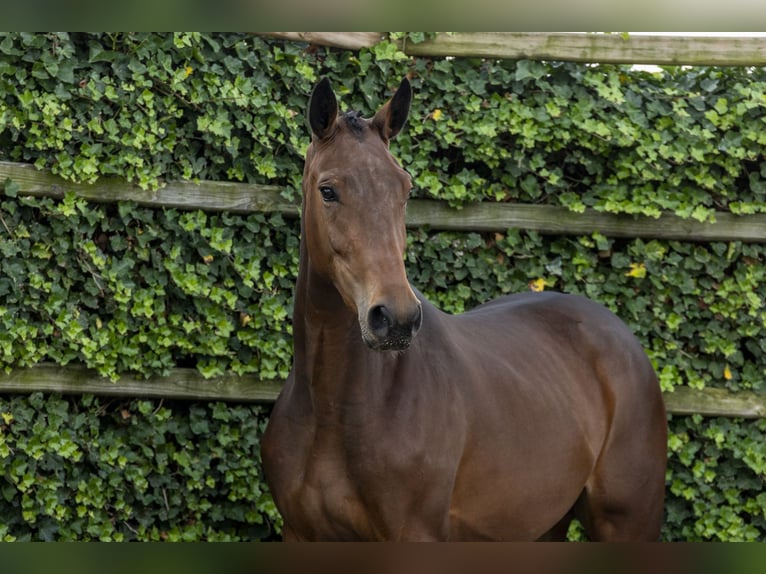 Zangersheide Merrie 2 Jaar 165 cm Bruin in Waddinxveen