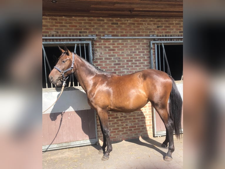 Zangersheide Merrie 2 Jaar 165 cm Donkerbruin in BILZEN
