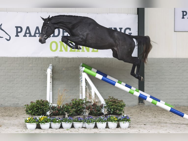 Zangersheide Merrie 2 Jaar 165 cm Schimmel in Heerde