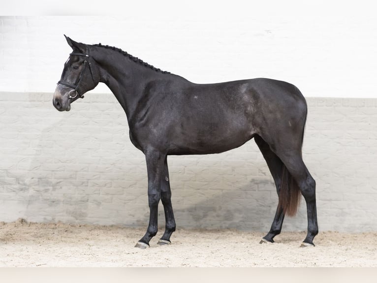 Zangersheide Merrie 2 Jaar 165 cm Schimmel in Heerde