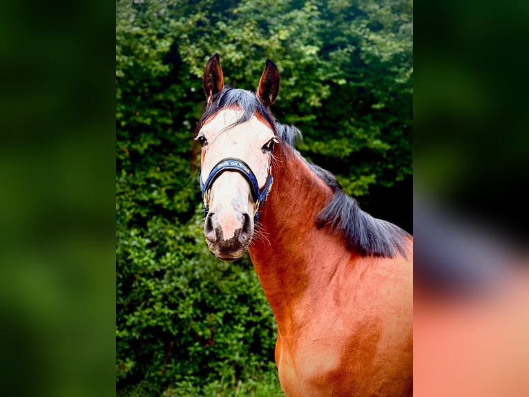 Zangersheide Merrie 2 Jaar 166 cm Bruin in Brzyków