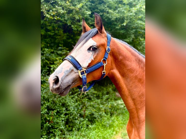 Zangersheide Merrie 2 Jaar 166 cm Bruin in Brzyków