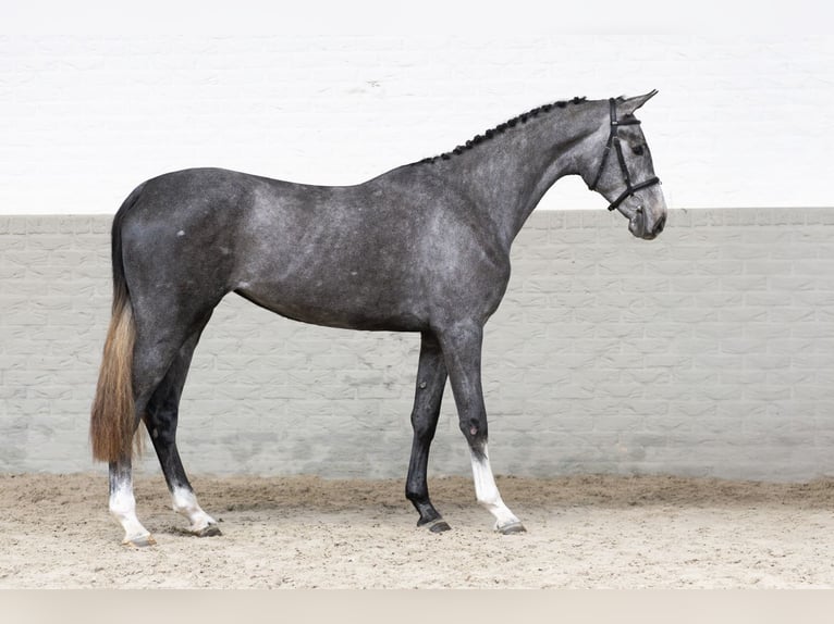 Zangersheide Merrie 2 Jaar 166 cm Schimmel in Heerde