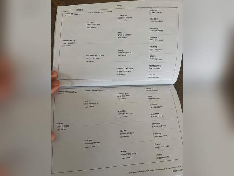 Zangersheide Merrie 2 Jaar 167 cm Bruin in Hódmezővásárhely