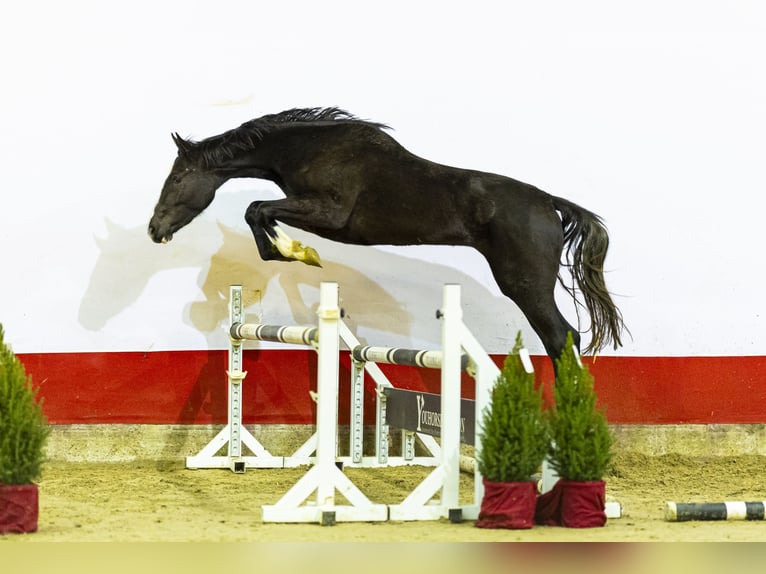 Zangersheide Merrie 2 Jaar 167 cm Bruin in Waddinxveen