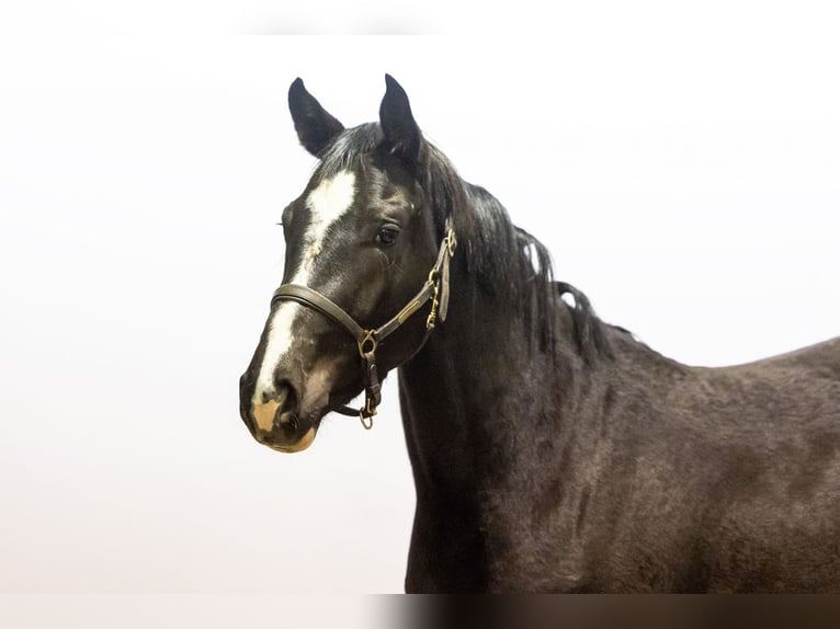 Zangersheide Merrie 2 Jaar 167 cm Bruin in Waddinxveen