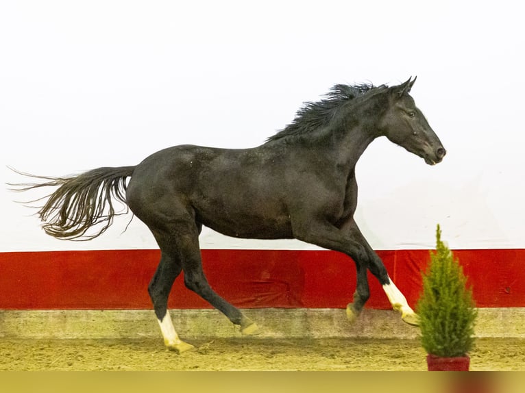 Zangersheide Merrie 2 Jaar 167 cm Bruin in Waddinxveen