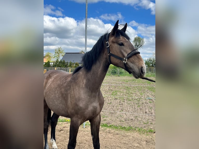 Zangersheide Merrie 2 Jaar 167 cm Lichtbruin in Swarzędz