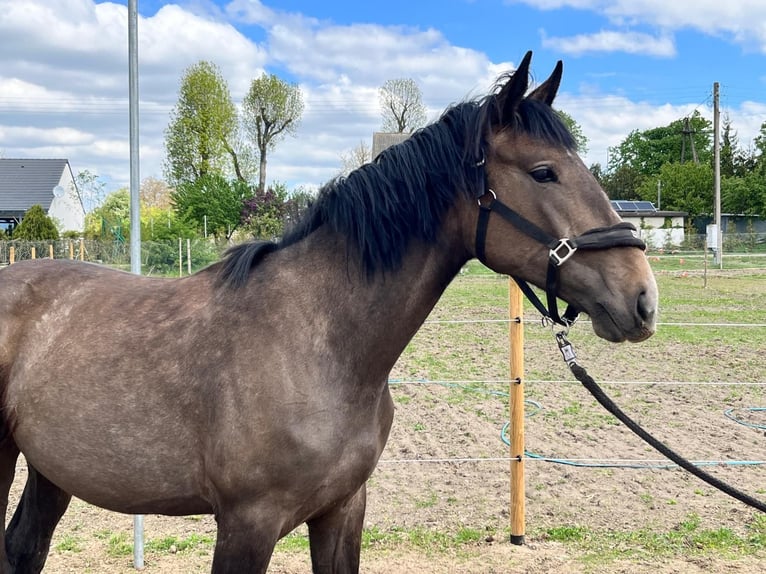 Zangersheide Merrie 2 Jaar 167 cm Lichtbruin in Swarzędz