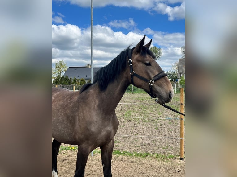 Zangersheide Merrie 2 Jaar 167 cm Lichtbruin in Swarzędz