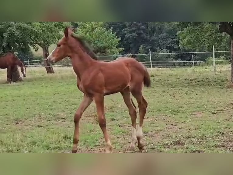 Zangersheide Merrie 2 Jaar Bruin in Reichelsheim