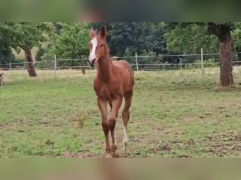 Zangersheide Merrie 2 Jaar Bruin in Reichelsheim