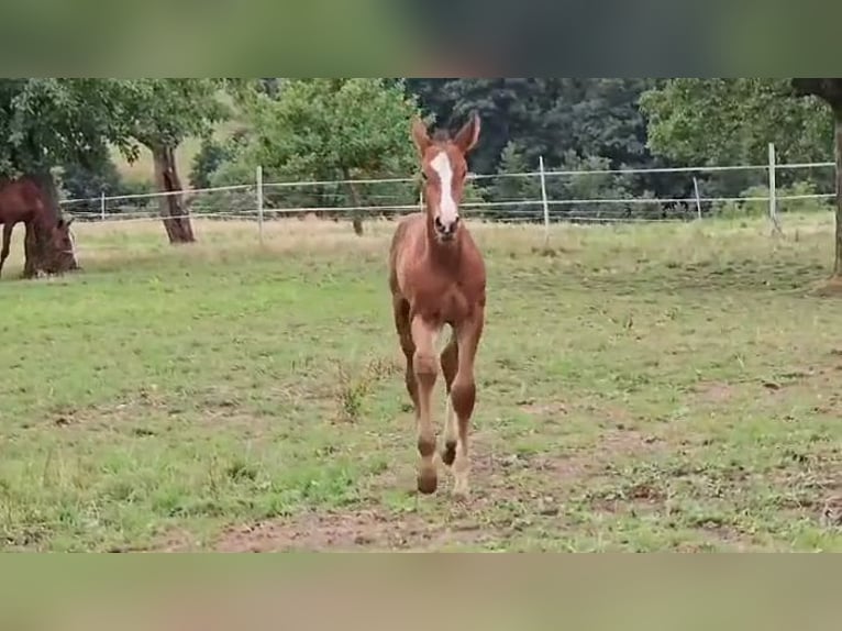 Zangersheide Merrie 2 Jaar Bruin in Reichelsheim