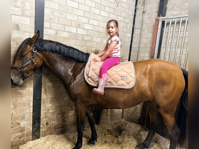 Zangersheide Merrie 3 Jaar 147 cm Bruin in Berghem