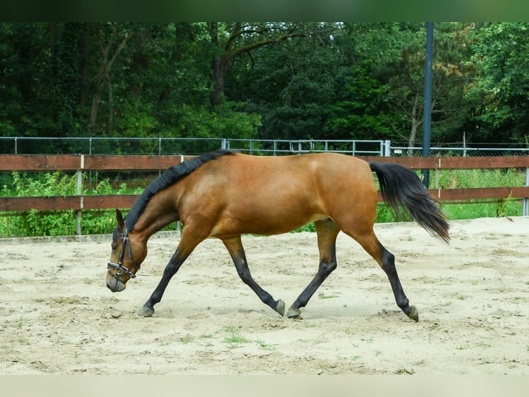 Zangersheide Merrie 3 Jaar 147 cm Bruin in Berghem